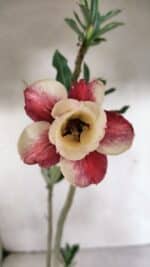 Planta Dobrada 3707 – 35cm – 03 anos