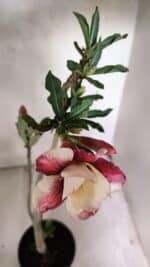 Planta Dobrada 3707 – 35cm – 03 anos - Imagem 4