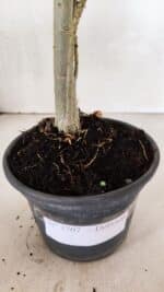 Planta Dobrada 3707 – 35cm – 03 anos - Imagem 6