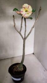 Planta Dobrada 3708 – 35cm – 03 anos - Imagem 2