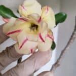 Planta Dobrada 3708 – 35cm – 03 anos