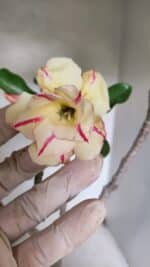 Planta Dobrada 3708 – 35cm – 03 anos