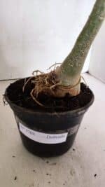 Planta Dobrada 3708 – 35cm – 03 anos - Imagem 6