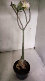 Planta Dobrada 3708 – 35cm – 03 anos - Imagem 5