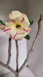 Planta Dobrada 3708 – 35cm – 03 anos - Imagem 4