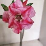 Planta Dobrada 3709 – 35cm – 03 anos