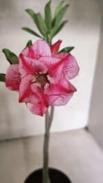 Planta Dobrada 3709 – 35cm – 03 anos