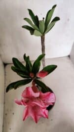 Planta Dobrada 3709 – 35cm – 03 anos - Imagem 4