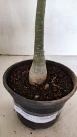 Planta Dobrada 3709 – 35cm – 03 anos - Imagem 6