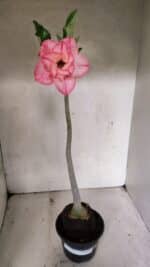 Planta Dobrada 3710 – 35cm – 03 anos - Imagem 2