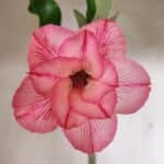 Planta Dobrada 3710 – 35cm – 03 anos