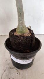 Planta Dobrada 3710 – 35cm – 03 anos - Imagem 5