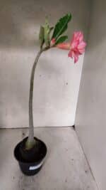 Planta Dobrada 3710 – 35cm – 03 anos - Imagem 4