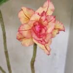 Planta Dobrada 3711 – 40cm – 03 anos