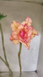 Planta Dobrada 3711 – 40cm – 03 anos