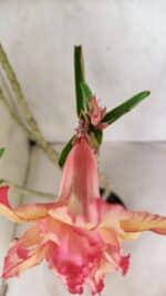 Planta Dobrada 3711 – 40cm – 03 anos - Imagem 4