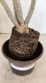 Planta Dobrada 3711 – 40cm – 03 anos - Imagem 9