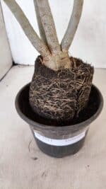 Planta Dobrada 3711 – 40cm – 03 anos - Imagem 6