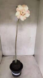 Planta Dobrada 3712 – 35cm – 03 anos - Imagem 2