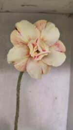 Planta Dobrada 3712 – 35cm – 03 anos - Imagem 4