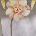 Planta Dobrada 3712 – 35cm – 03 anos