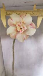 Planta Dobrada 3712 – 35cm – 03 anos