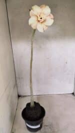 Planta Dobrada 3712 – 35cm – 03 anos - Imagem 7