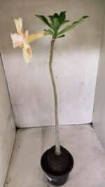 Planta Dobrada 3712 – 35cm – 03 anos - Imagem 5