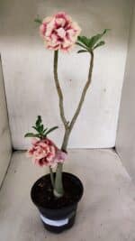 Planta Dobrada 3713 – 35cm – 03 anos - Imagem 2