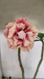 Planta Dobrada 3713 – 35cm – 03 anos - Imagem 3