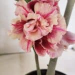 Planta Dobrada 3713 – 35cm – 03 anos