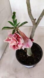 Planta Dobrada 3713 – 35cm – 03 anos - Imagem 7