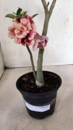 Planta Dobrada 3713 – 35cm – 03 anos - Imagem 5