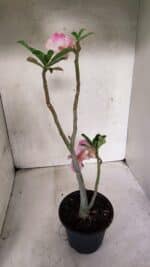 Planta Dobrada 3713 – 35cm – 03 anos - Imagem 6