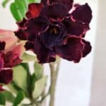 Planta Dobrada 3714 – 35cm – 03 anos