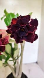 Planta Dobrada 3714 – 35cm – 03 anos