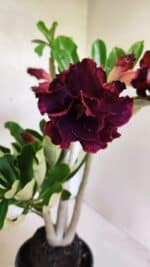 Planta Dobrada 3714 – 35cm – 03 anos - Imagem 6