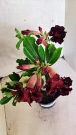 Planta Dobrada 3714 – 35cm – 03 anos - Imagem 5