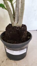 Planta Dobrada 3714 – 35cm – 03 anos - Imagem 9