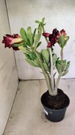 Planta Dobrada 3714 – 35cm – 03 anos - Imagem 8