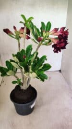 Planta Dobrada 3714 – 35cm – 03 anos - Imagem 7