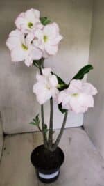 Planta Dobrada 3715 – 35cm – 03 anos - Imagem 2