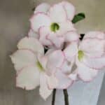 Planta Dobrada 3715 – 35cm – 03 anos