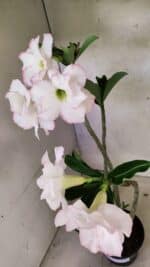 Planta Dobrada 3715 – 35cm – 03 anos - Imagem 4