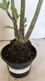 Planta Dobrada 3715 – 35cm – 03 anos - Imagem 8