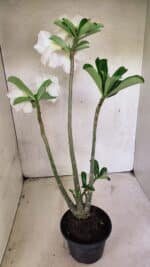 Planta Dobrada 3715 – 35cm – 03 anos - Imagem 5