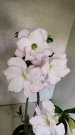 Planta Dobrada 3715 – 35cm – 03 anos - Imagem 3