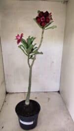 Planta Dobrada 3716 – 35cm – 03 anos - Imagem 4