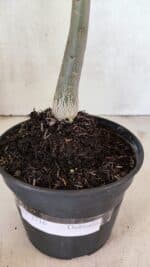 Planta Dobrada 3716 – 35cm – 03 anos - Imagem 6