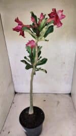 Planta Dobrada 3716 – 35cm – 03 anos - Imagem 2